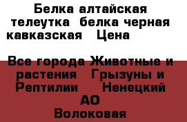 Белка алтайская телеутка, белка черная кавказская › Цена ­ 5 000 - Все города Животные и растения » Грызуны и Рептилии   . Ненецкий АО,Волоковая д.